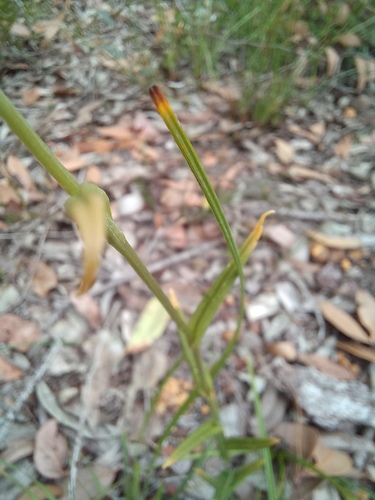Pterostylis recurva (jug orchid) (alternate view 10)