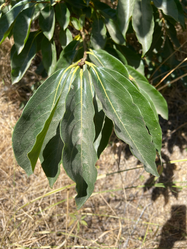 Diospyros lotus (Date Plum)