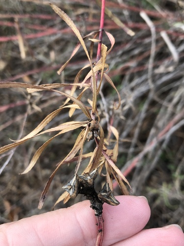 Stillingia texana (Texas Stillingia) (alternate view 3)