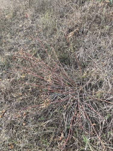 Stillingia texana (Texas Stillingia) (alternate view 4)