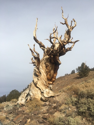 Pinus longaeva (Great Basin bristlecone pine) (alternate view 9)