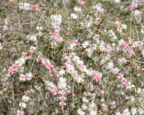 Hypocalymma angustifolium (White Myrtle) (alternate view 4)