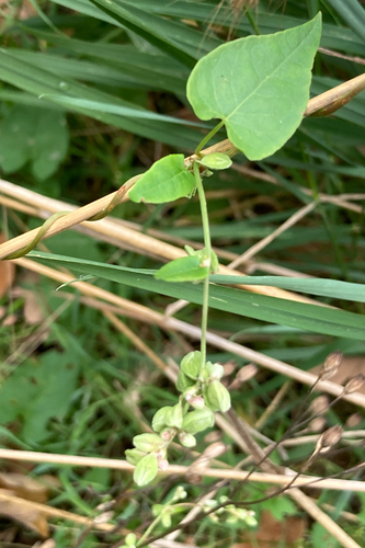 Fallopia convolvulus (Black-bindweed)