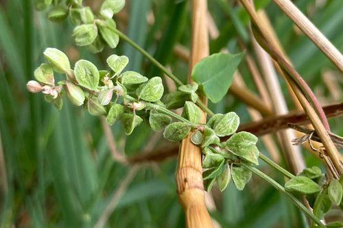 Fallopia convolvulus (Black-bindweed)