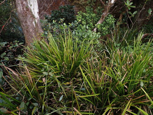 Lomandra hystrix (green mat-rush) (alternate view 9)