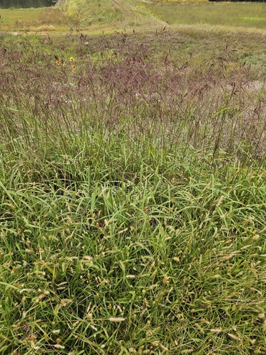 Tridens flavus (purpletop tridens)
