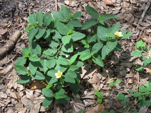 Sida ulmifolia (Common Fanpetals) (alternate view 11)
