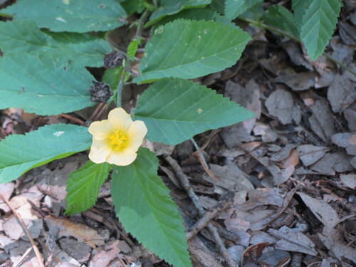 Sida ulmifolia (Common Fanpetals) (alternate view 10)