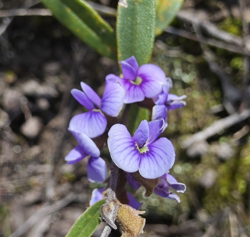 Hovea heterophylla (common hovea) (alternate view 7)