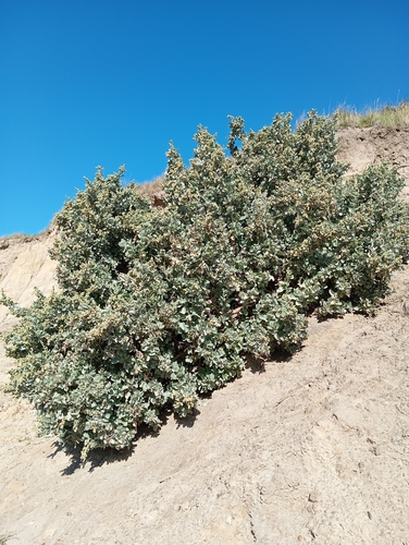 Atriplex halimus (alternate view 6)