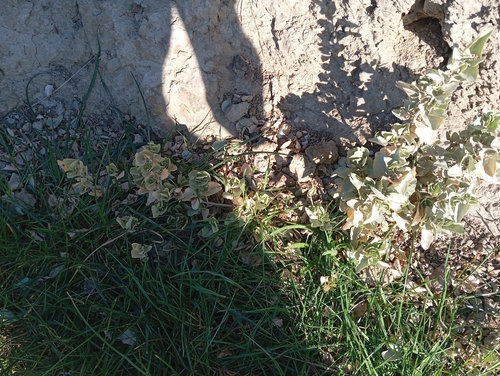 Atriplex halimus (alternate view 7)
