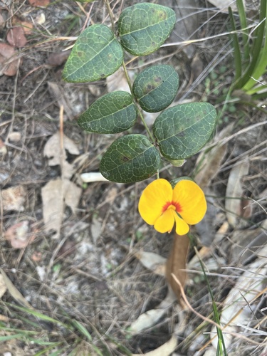 Platylobium formosum (Handsome Flat Pea) (alternate view 8)