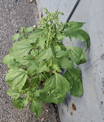 Chenopodiastrum murale (nettle-leaved goosefoot)