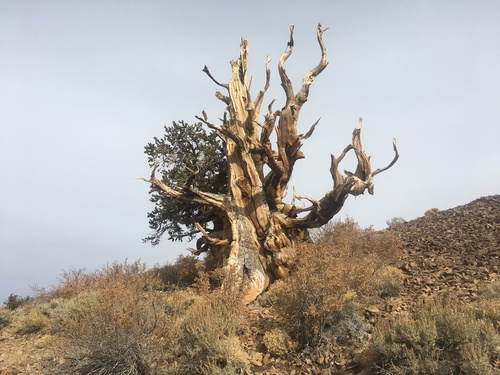Pinus longaeva (Great Basin bristlecone pine) (alternate view 10)