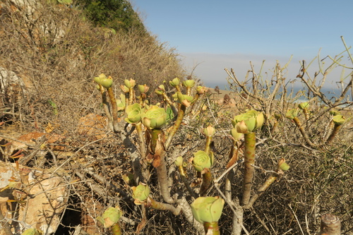 Aeonium arboreum (Tree Aeonium) (alternate view 12)