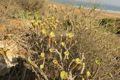 Aeonium arboreum (Tree Aeonium) (alternate view 13)