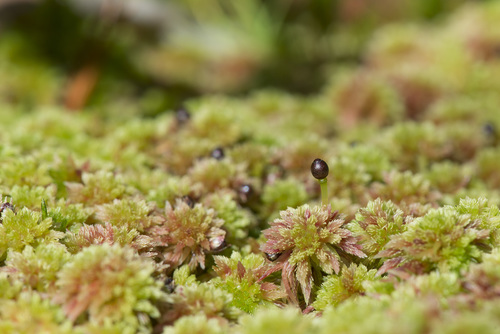 Sphagnum capillifolium (Northern Peatmoss)