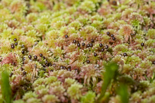 Sphagnum capillifolium (Northern Peatmoss)