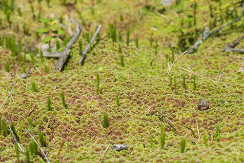 Sphagnum capillifolium (Northern Peatmoss)