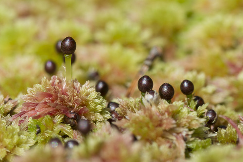Sphagnum capillifolium (Northern Peatmoss)