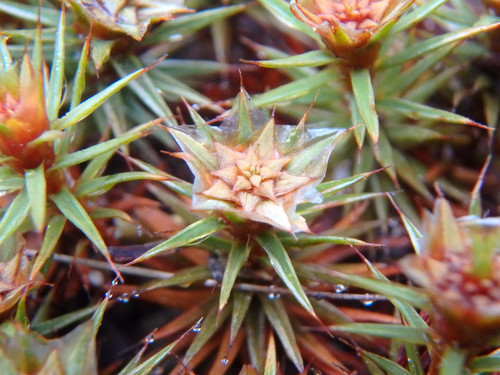 Polytrichum juniperinum (juniper haircap moss)