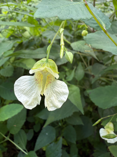 Impatiens pallida (pale jewelweed)