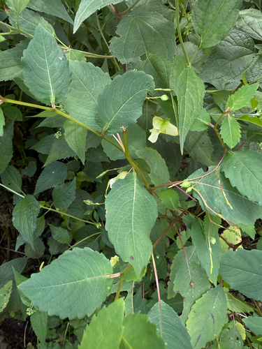 Impatiens pallida (pale jewelweed)