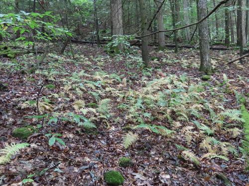 Amauropelta noveboracensis (New York fern)