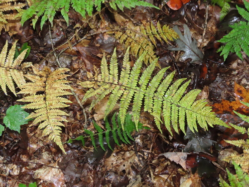 Amauropelta noveboracensis (New York fern)