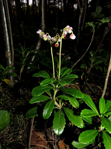 Chimaphila umbellata (pipsissewa)