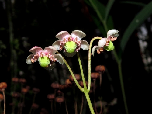 Chimaphila umbellata (pipsissewa)