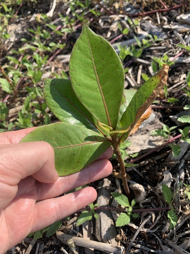 Terminalia catappa (Sea Almond)