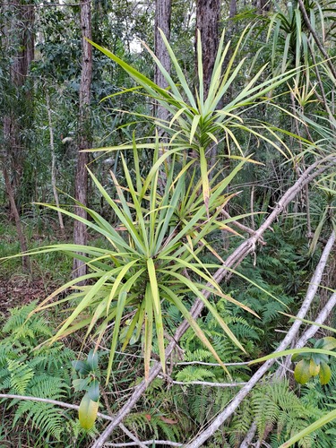 Cordyline stricta (Slender Palm Lily) (alternate view 9)
