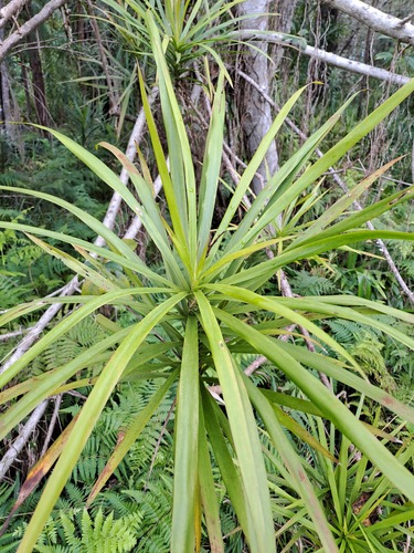 Cordyline stricta (Slender Palm Lily) (alternate view 10)