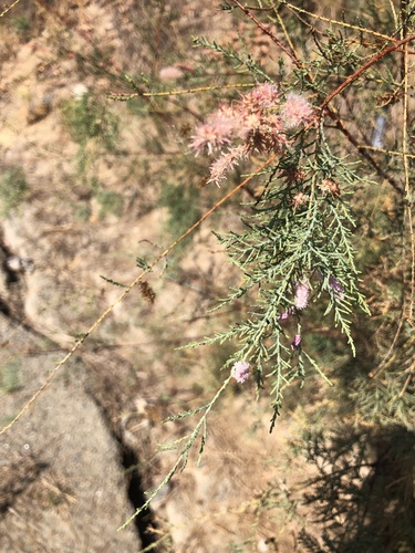 Tamarix ramosissima (saltcedar)