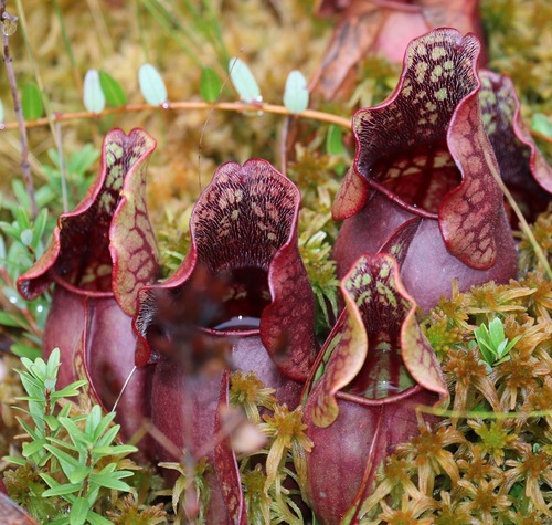 Sarracenia purpurea (purple pitcher plant) (alternate view 6)