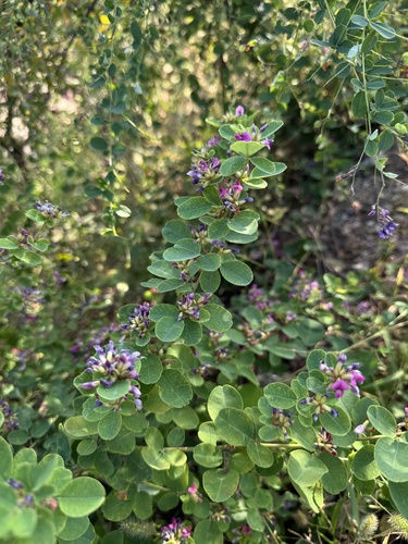 Lespedeza (bush clovers and lespedezas) (alternate view 3)