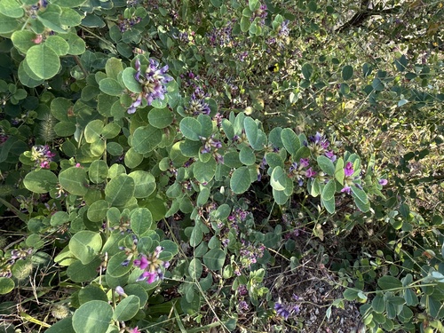 Lespedeza (bush clovers and lespedezas) (alternate view 4)