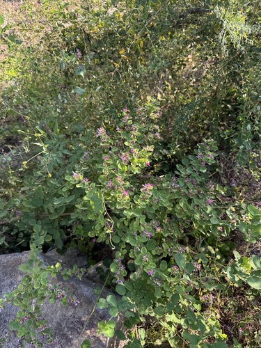 Lespedeza (bush clovers and lespedezas) (alternate view 5)
