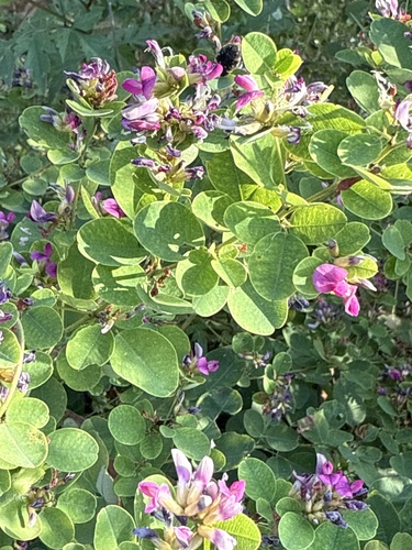 Lespedeza (bush clovers and lespedezas) (alternate view 6)
