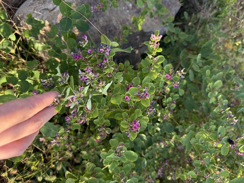 Lespedeza (bush clovers and lespedezas) (alternate view 7)