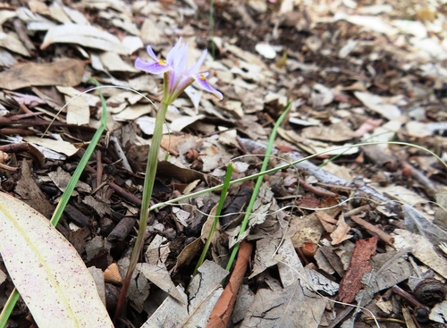 Moraea setifolia (Paper Glasstulp) (alternate view 2)