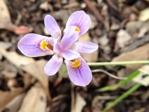 Moraea setifolia (Paper Glasstulp)