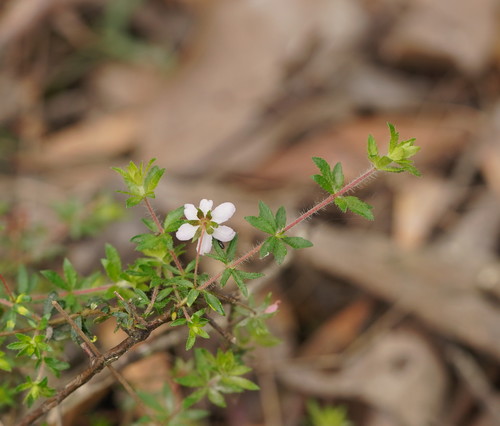 Bauera rubioides (River Rose) (alternate view 6)