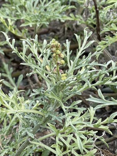 Ambrosia chamissonis (silver beachweed) (alternate view 2)