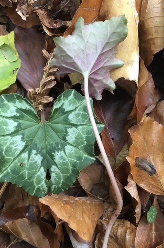 Cyclamen hederifolium (ivy-leaved cyclamen)