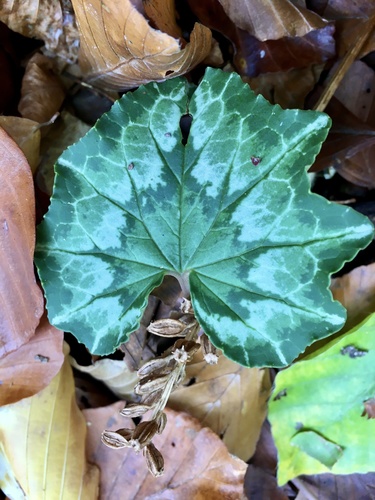 Cyclamen hederifolium (ivy-leaved cyclamen) (alternate view 2)