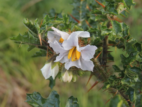 Solanum sisymbriifolium (Red Buffalo-bur) (alternate view 3)