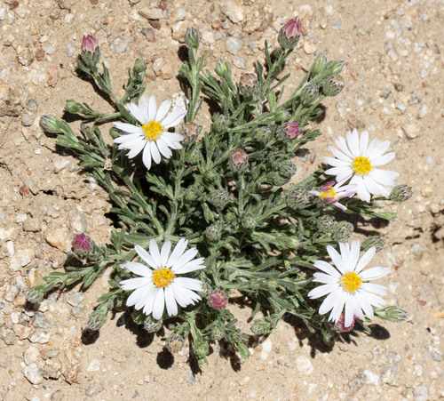 Chaetopappa ericoides (Rose Heath) (alternate view 5)