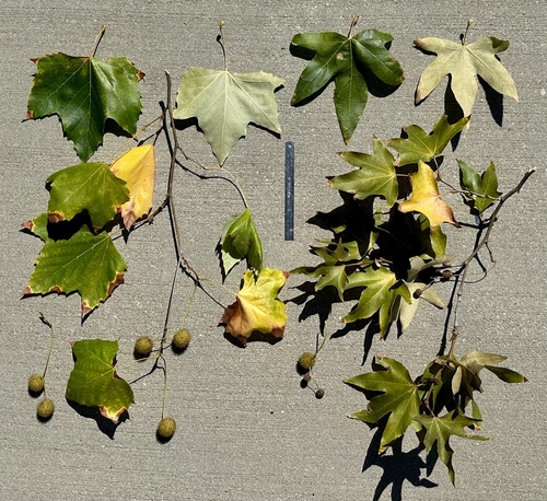 Platanus × hispanica (London Plane) (alternate view 11)